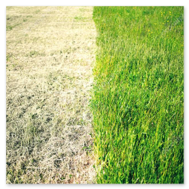 Rasen: vorher hoch gewachsen, nachher sauber gemäht