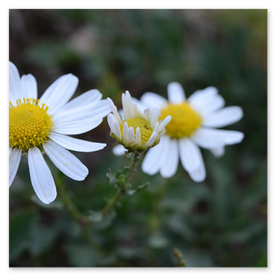 Beet: vorher verunkrautet, nachher gemulcht und sauber