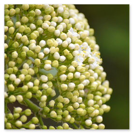 Strauch: vorher stark verwachsen, nachher formschön geschnitten